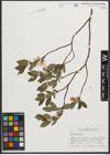 Foto von Salix phylicifolia L.